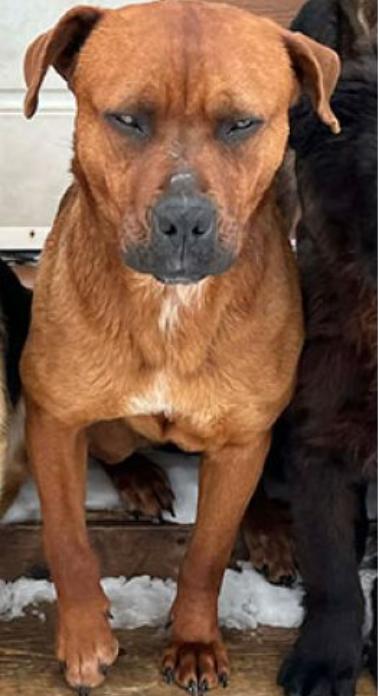 Winnie, ADOPTABLE, Adult Female Pit Bull Terrier & Labrador Retriever.