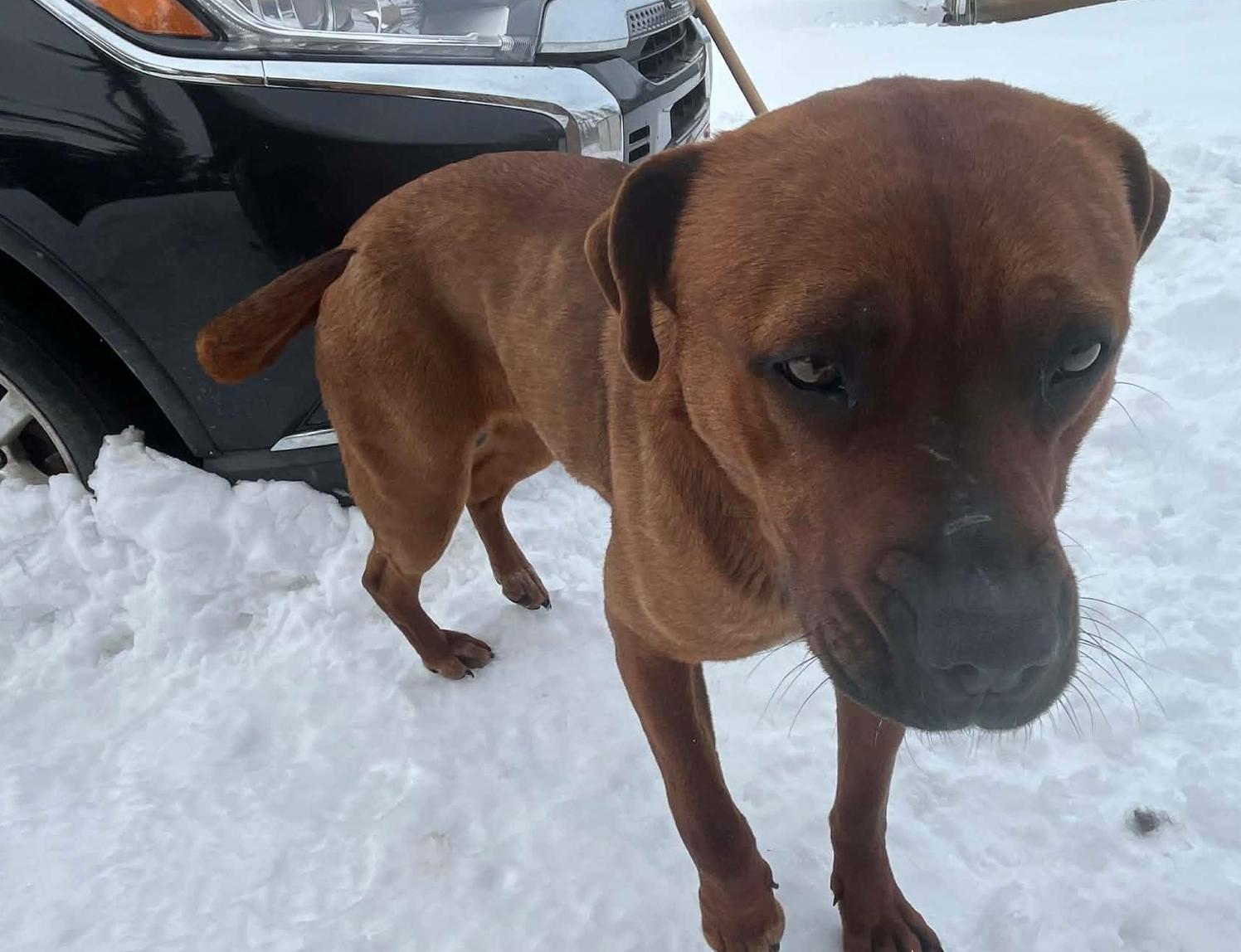 Enlarge Winnie, a ADOPTABLE mixed breed in Calgary, AB image 2/4