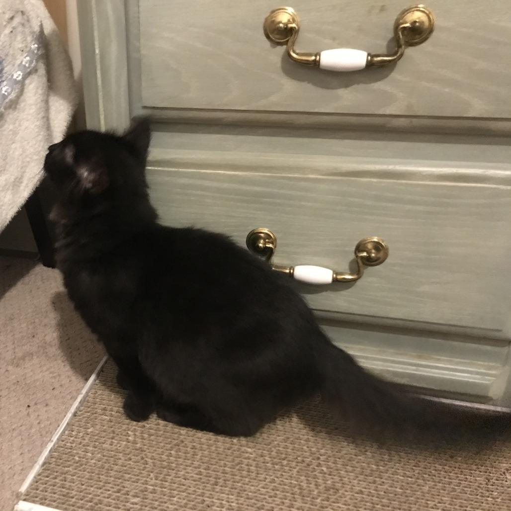 Sriracha, Adoptable, Young Female Domestic Medium Hair.