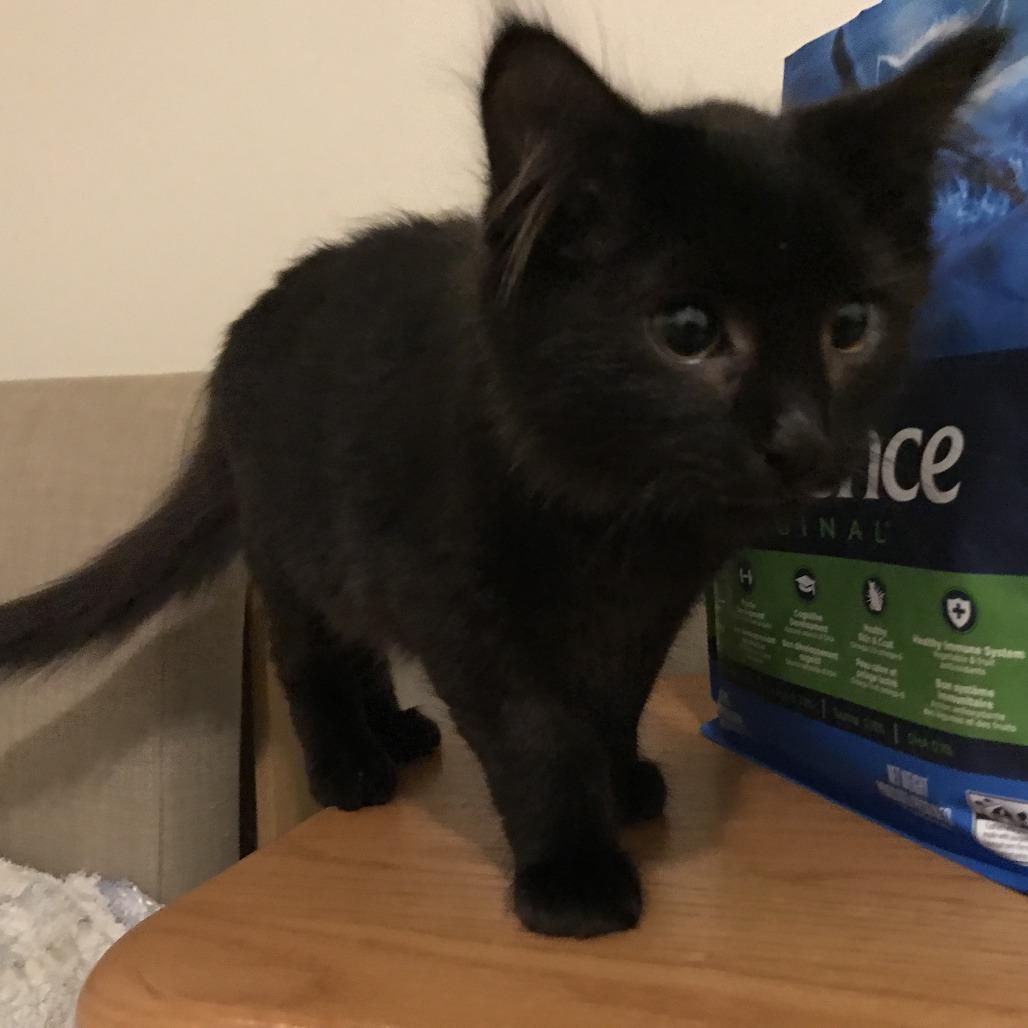 Sriracha, a Adoptable Domestic Medium Hair in Abbotsford, BC image 3/6