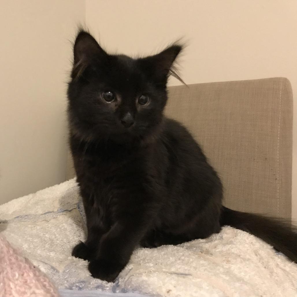 Sriracha, a Adoptable Domestic Medium Hair in Abbotsford, BC image 4/6