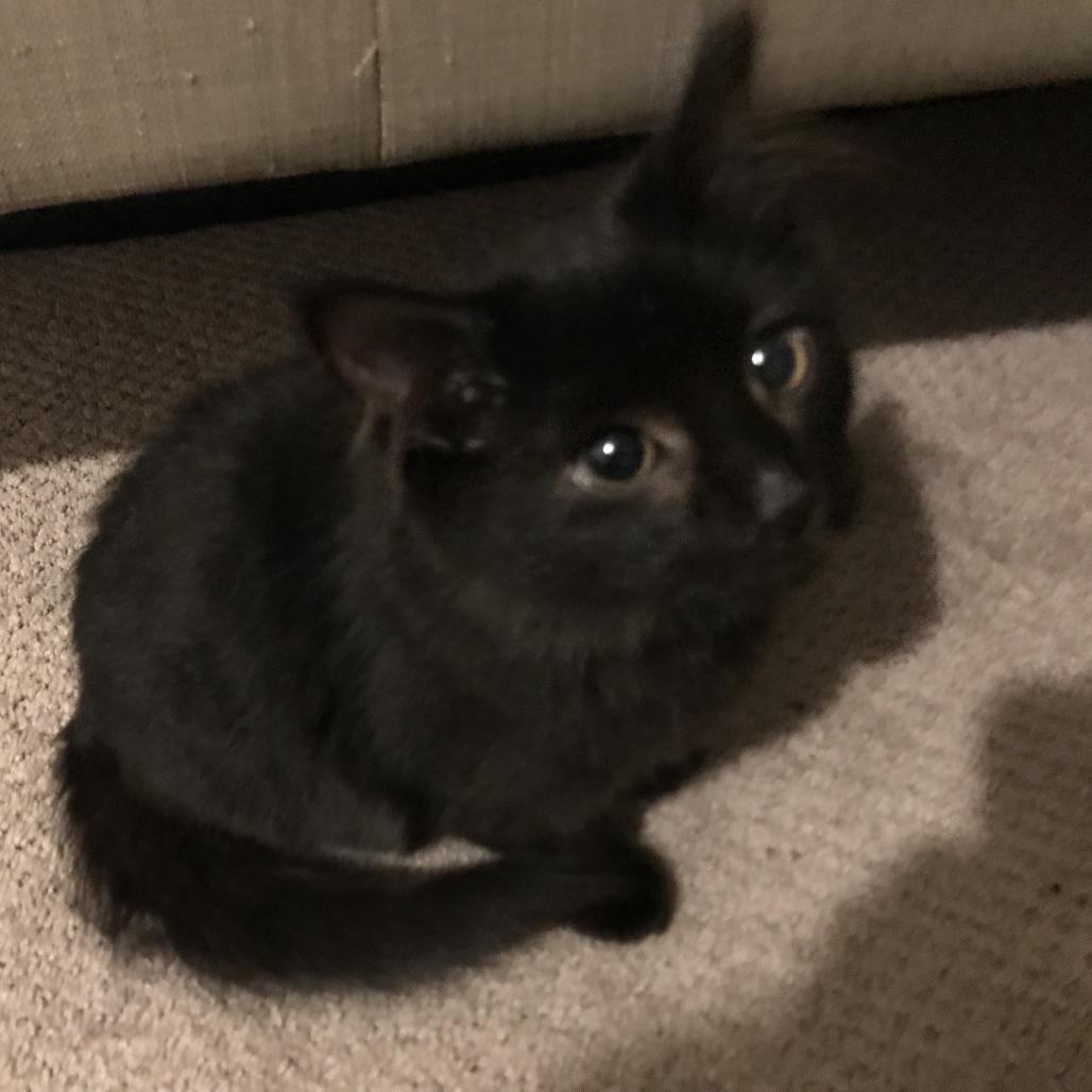 Sriracha, a Adoptable Domestic Medium Hair in Abbotsford, BC image 5/6