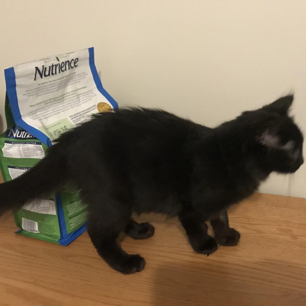 Sriracha, a Adoptable Domestic Medium Hair in Abbotsford, BC image 6/6