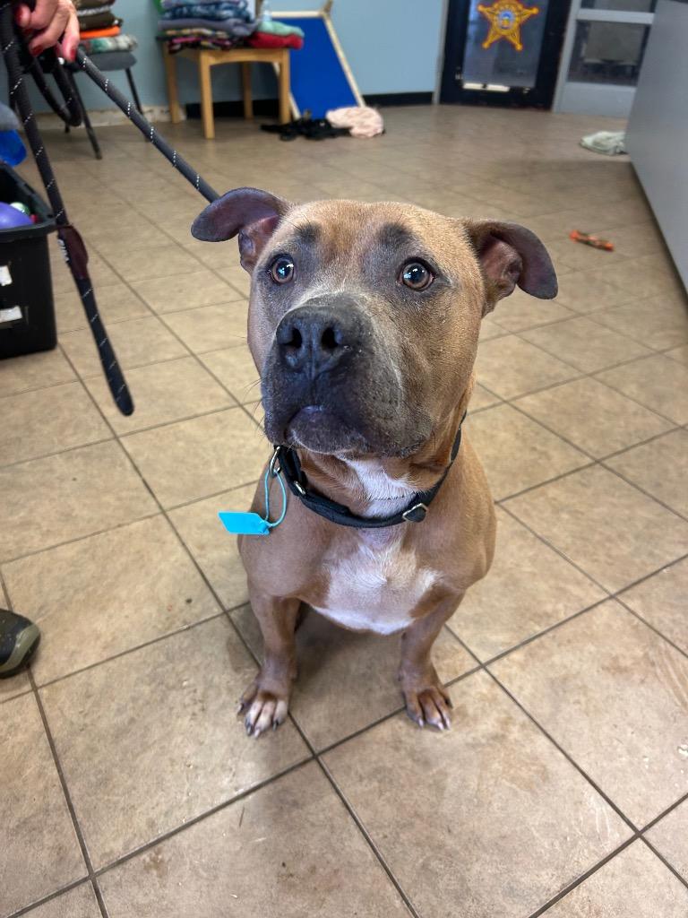 Roscoe, Adoptable, Adult Male Pit Bull Terrier.