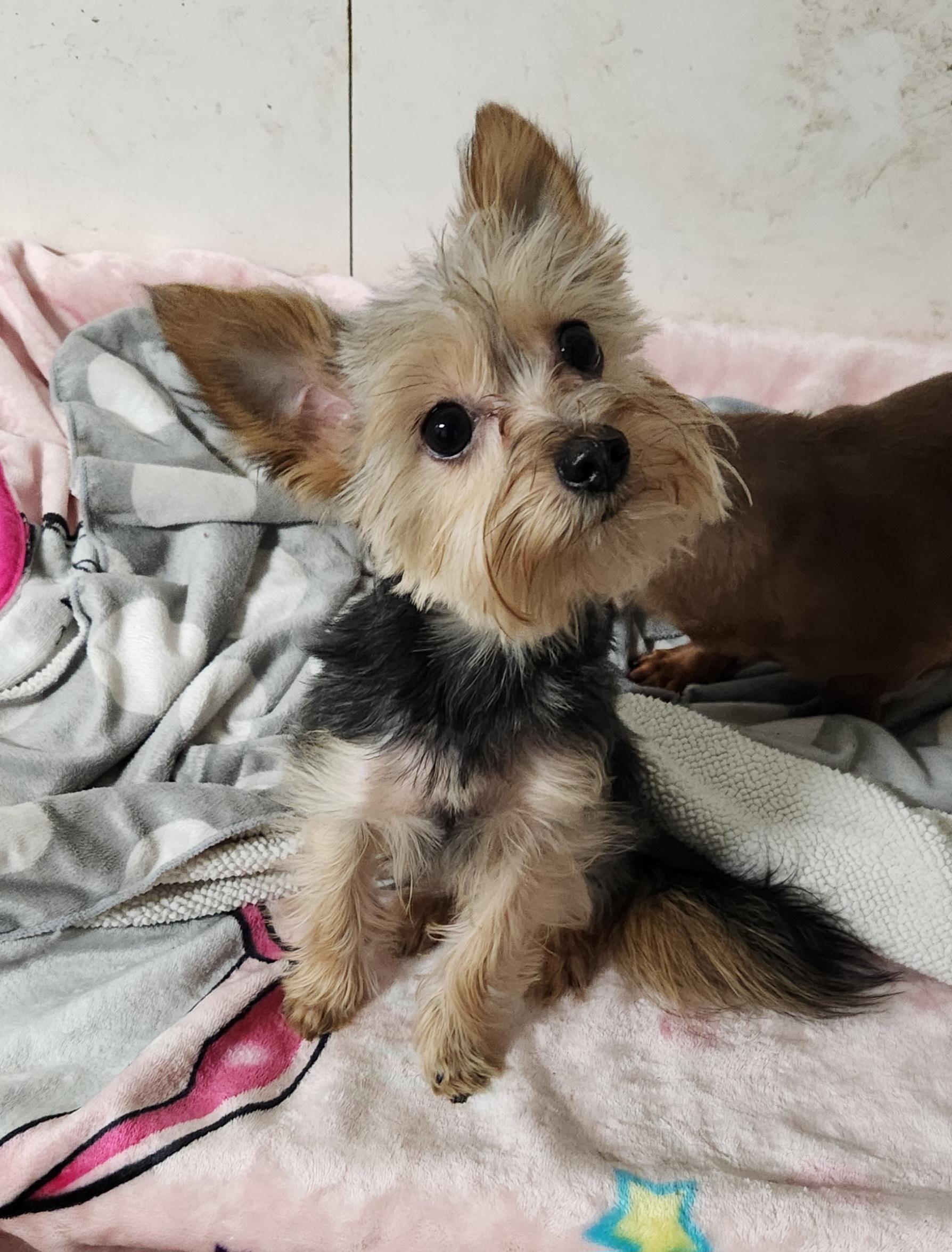 Enlarge Stitch, a ADOPTABLE Yorkshire Terrier in Liberty Center, OH image 3/6