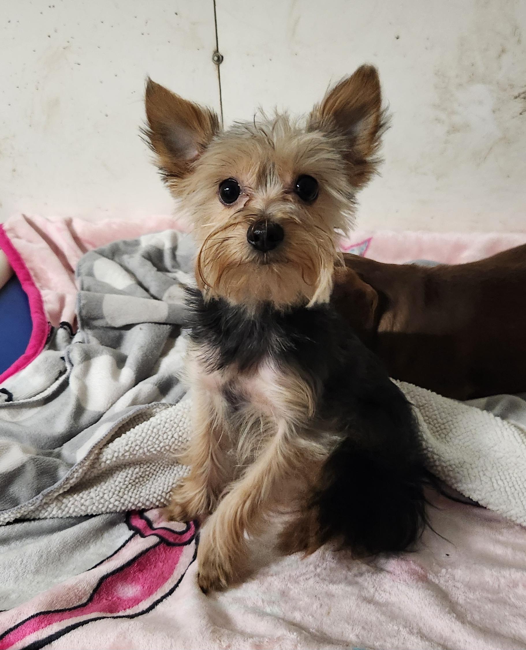 Enlarge Stitch, a ADOPTABLE Yorkshire Terrier in Liberty Center, OH image 6/6