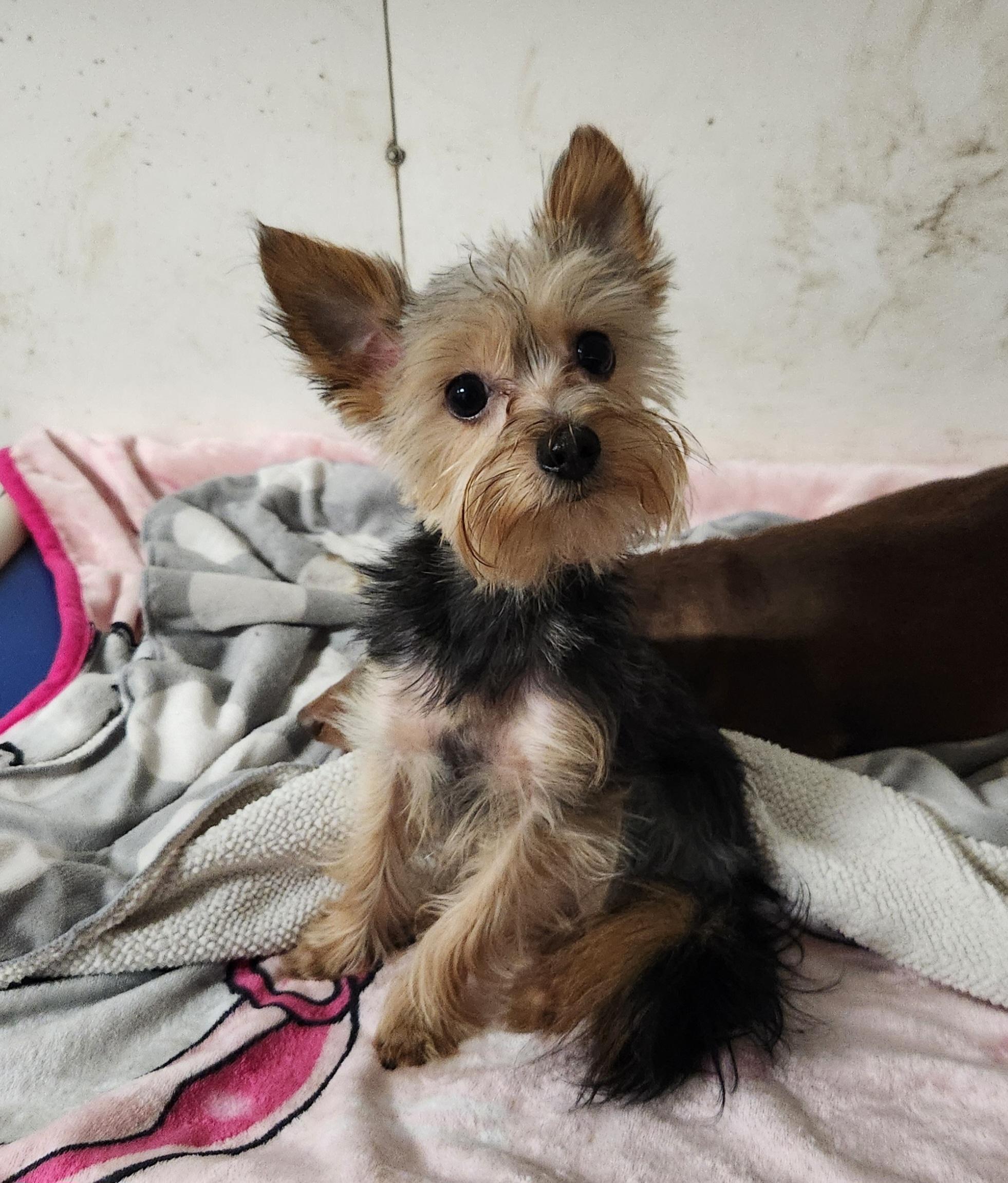 Enlarge Stitch, a ADOPTABLE Yorkshire Terrier in Liberty Center, OH image 2/6