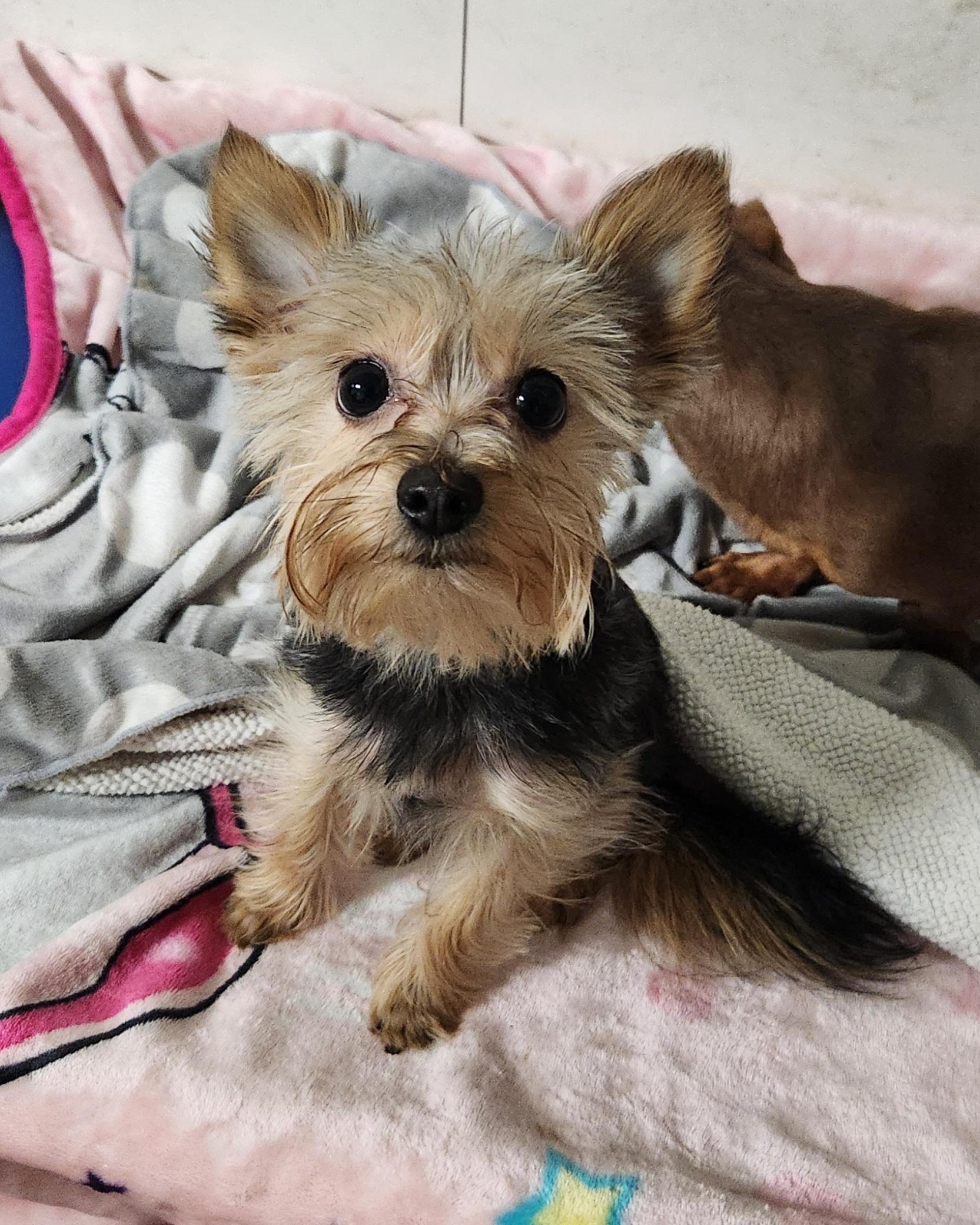 Enlarge Stitch, a ADOPTABLE Yorkshire Terrier in Liberty Center, OH image 5/6