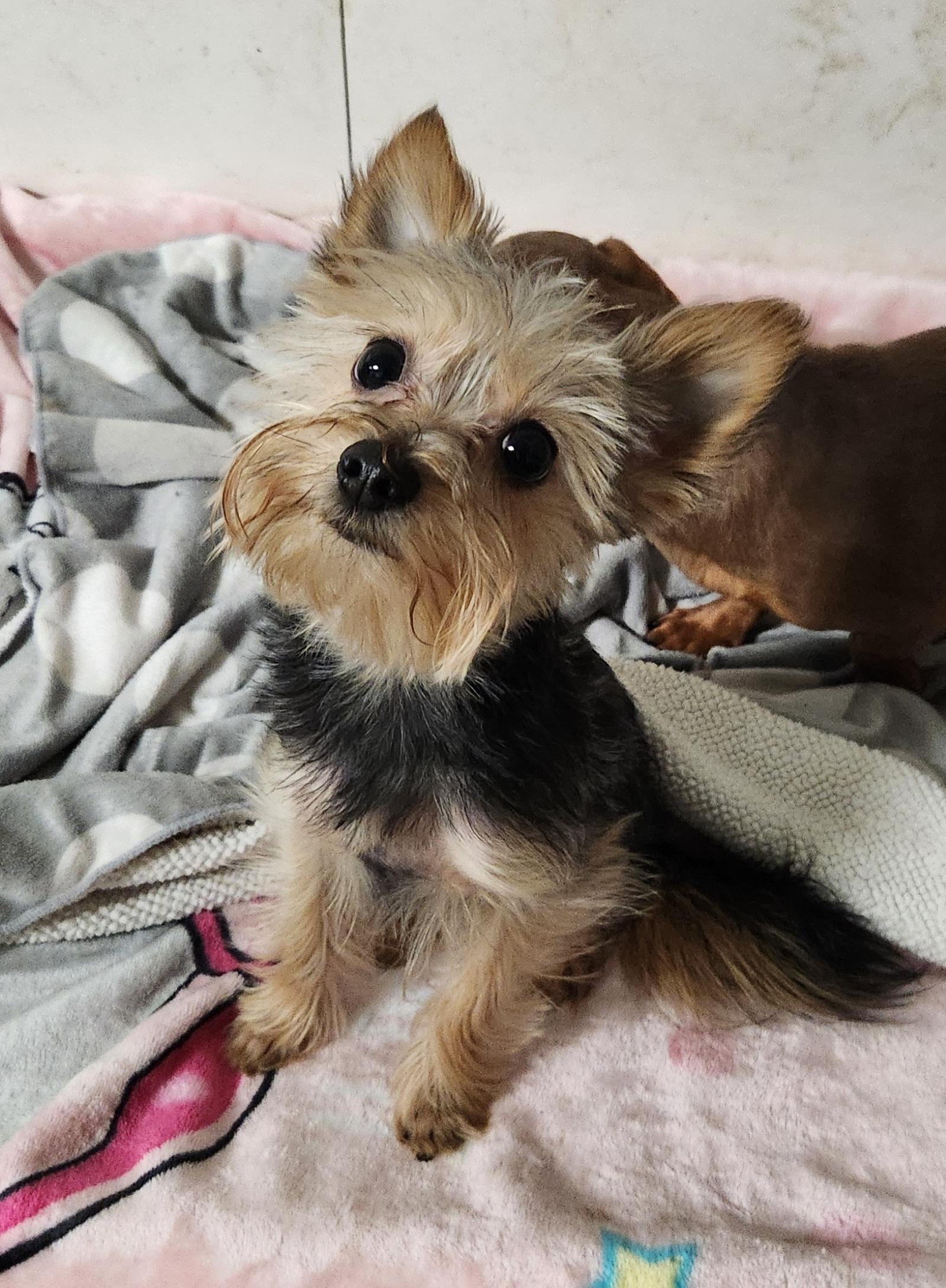 Enlarge Stitch, a ADOPTABLE Yorkshire Terrier in Liberty Center, OH image 1/6