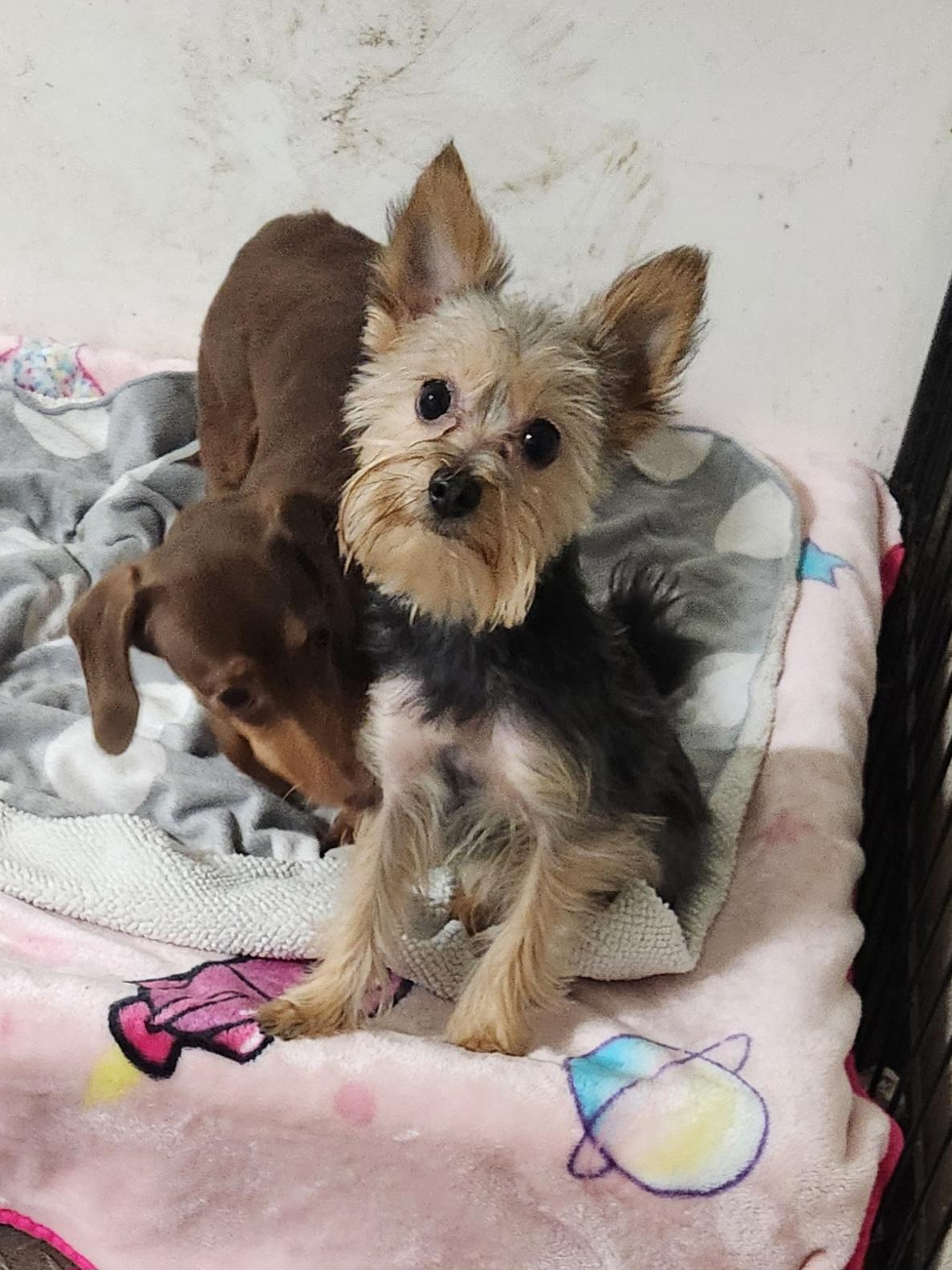Enlarge Stitch, a ADOPTABLE Yorkshire Terrier in Liberty Center, OH image 4/6
