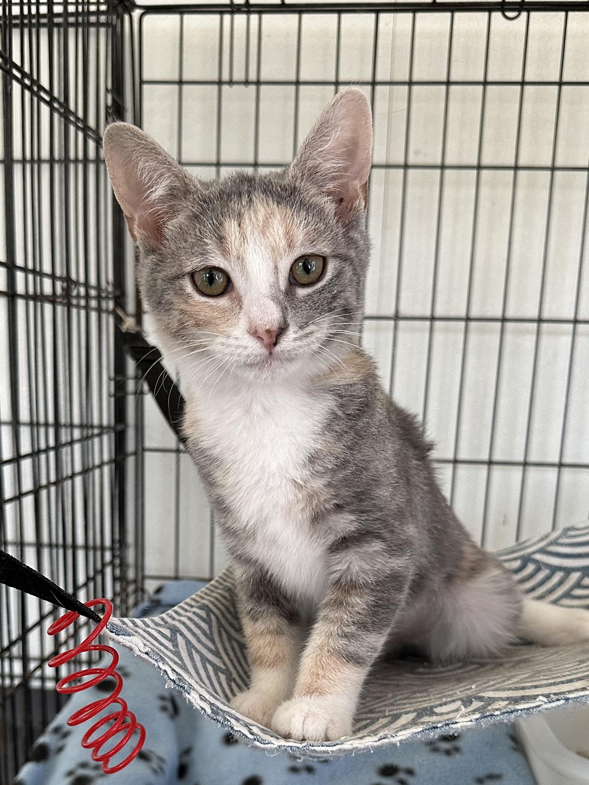 Enlarge Cordelia , an adopted Domestic Short Hair in East Stroudsburg, PA image 1/3