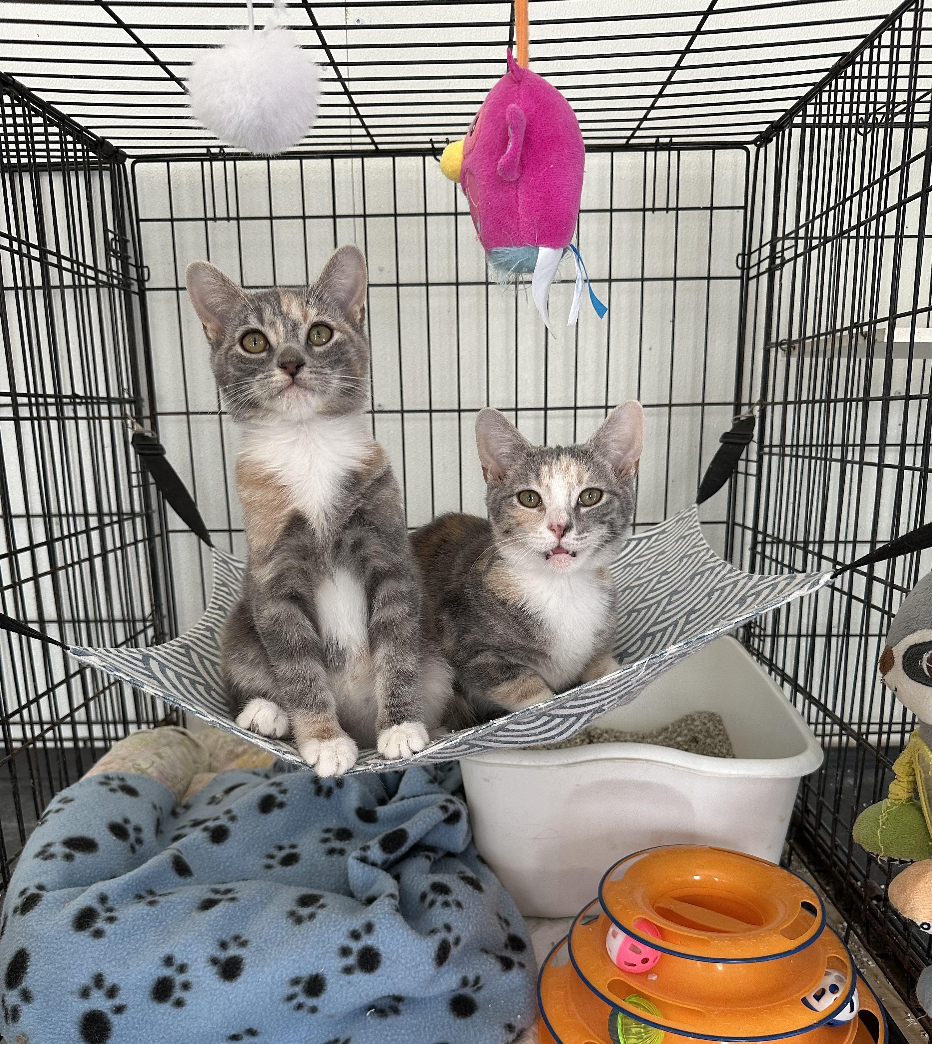 Enlarge Cordelia , an adopted Domestic Short Hair in East Stroudsburg, PA image 2/3