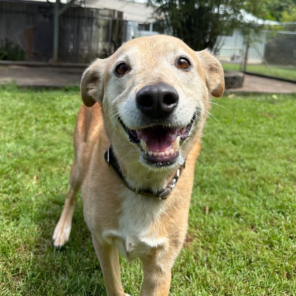 Maggie, Adoptable, Senior Female Catahoula Leopard Dog & Golden Retriever.