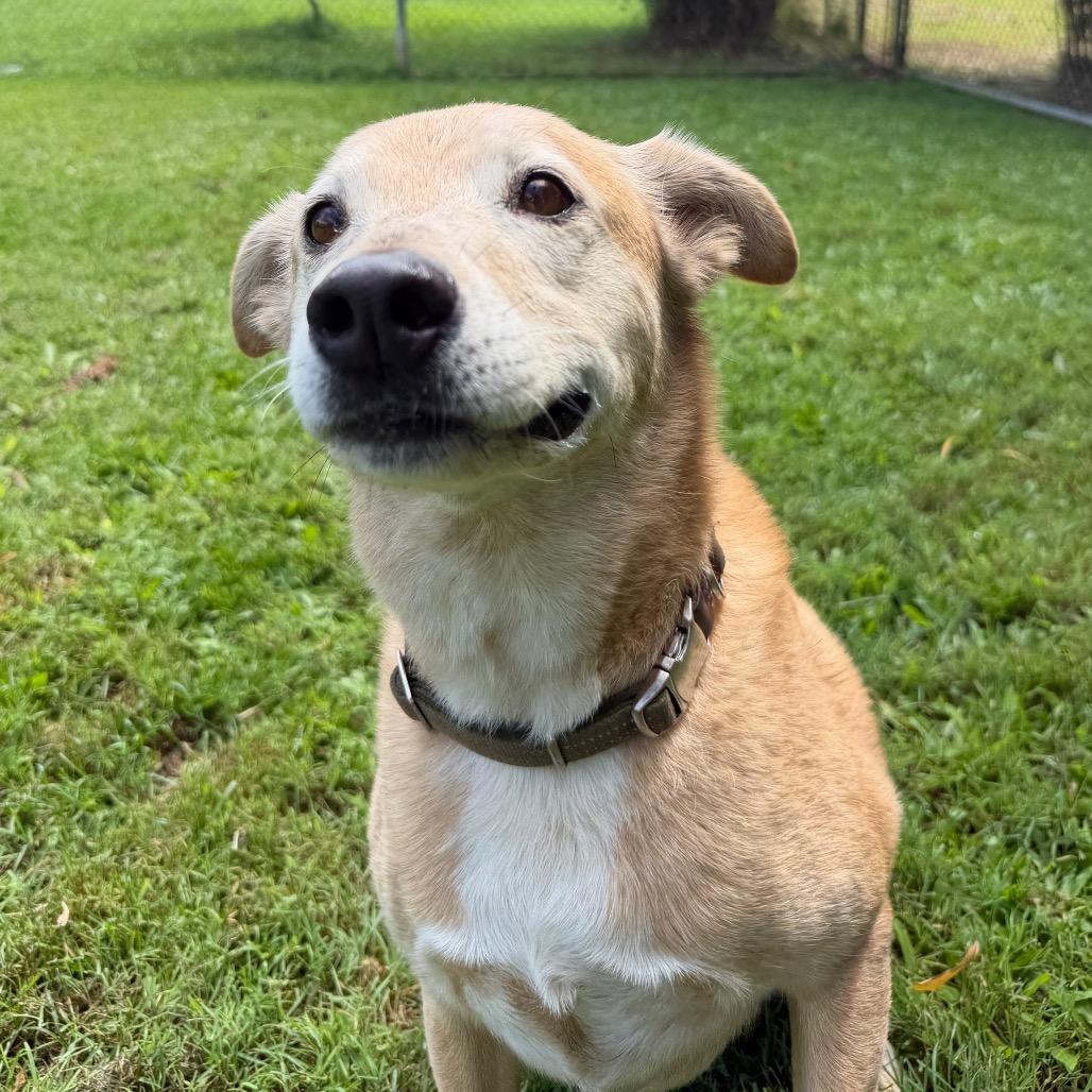 Enlarge Maggie, a Adoptable mixed breed in Keaau, HI image 2/6
