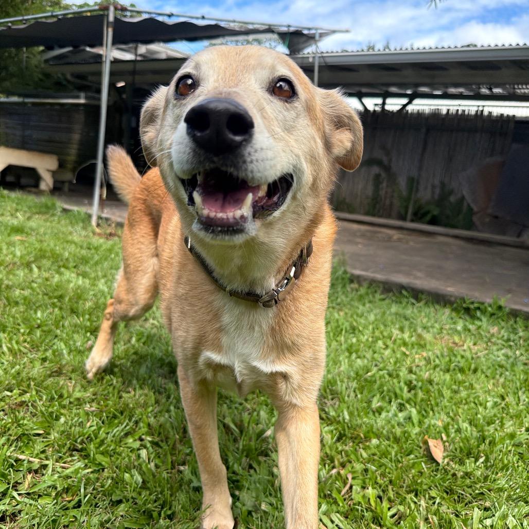 Enlarge Maggie, a Adoptable mixed breed in Keaau, HI image 3/6