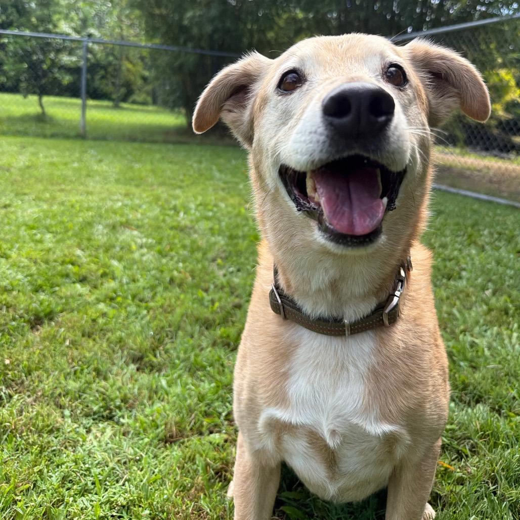 Enlarge Maggie, a Adoptable mixed breed in Keaau, HI image 4/6