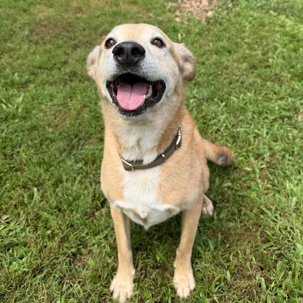 Enlarge Maggie, a Adoptable mixed breed in Keaau, HI image 5/6