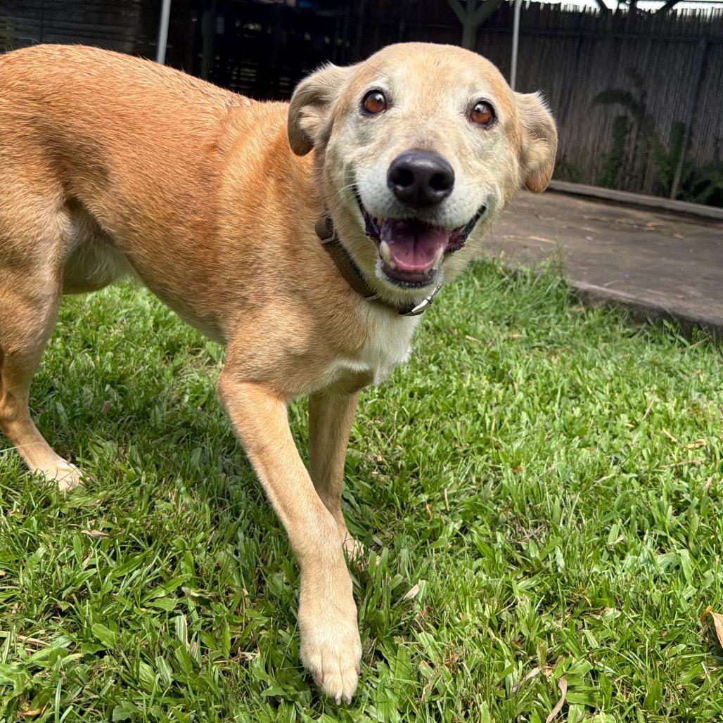 Enlarge Maggie, a Adoptable mixed breed in Keaau, HI image 6/6