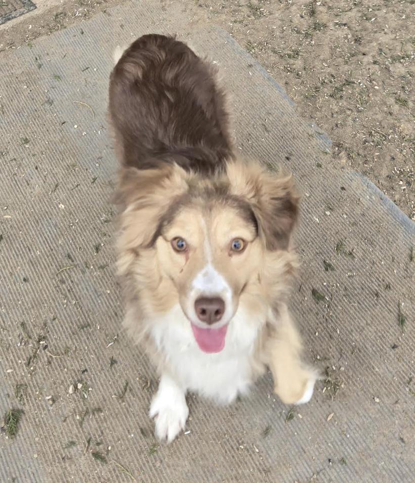 0962 Breeze, Adoptable, Young Male Australian Shepherd.