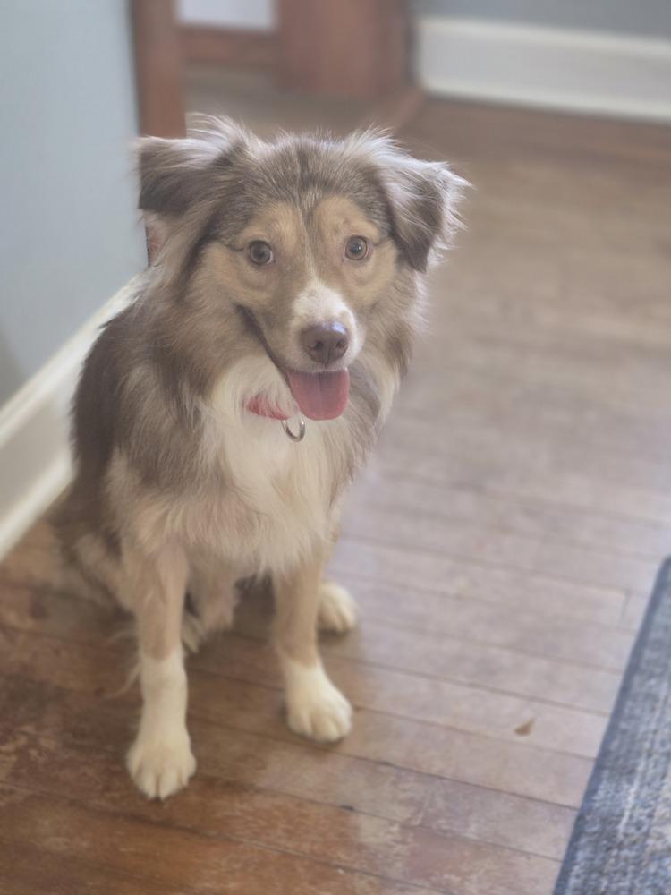 0962 Breeze, a Adoptable Australian Shepherd in Shabbona, IL image 2/4