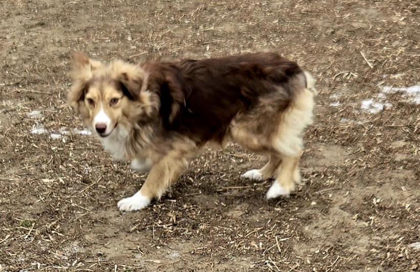0962 Breeze, a Adoptable Australian Shepherd in Shabbona, IL image 4/4