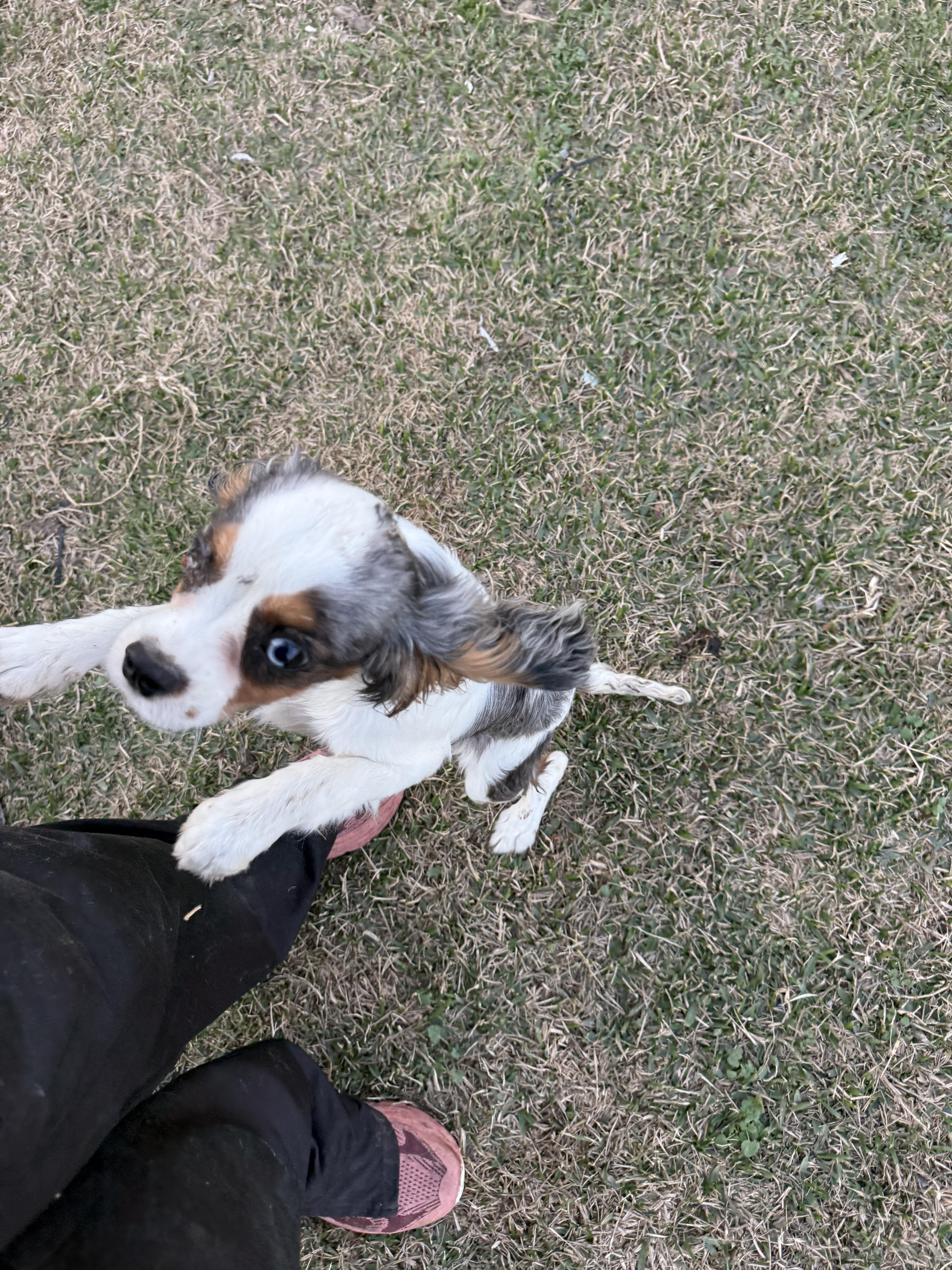Enlarge Kona, an adopted Cavalier King Charles Spaniel in Weatherford, TX image 2/4