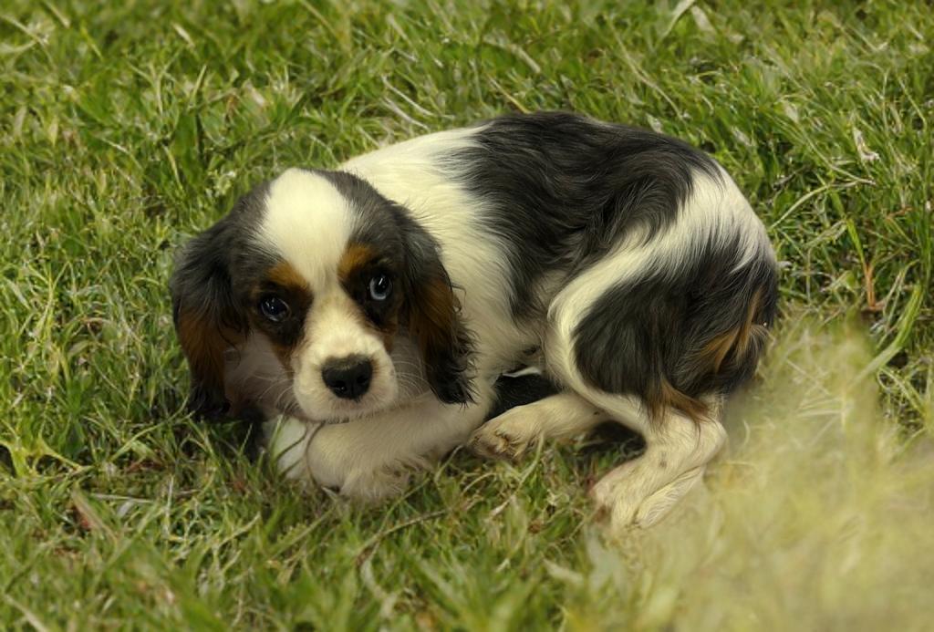 Enlarge Kona, an adopted Cavalier King Charles Spaniel in Weatherford, TX image 1/4