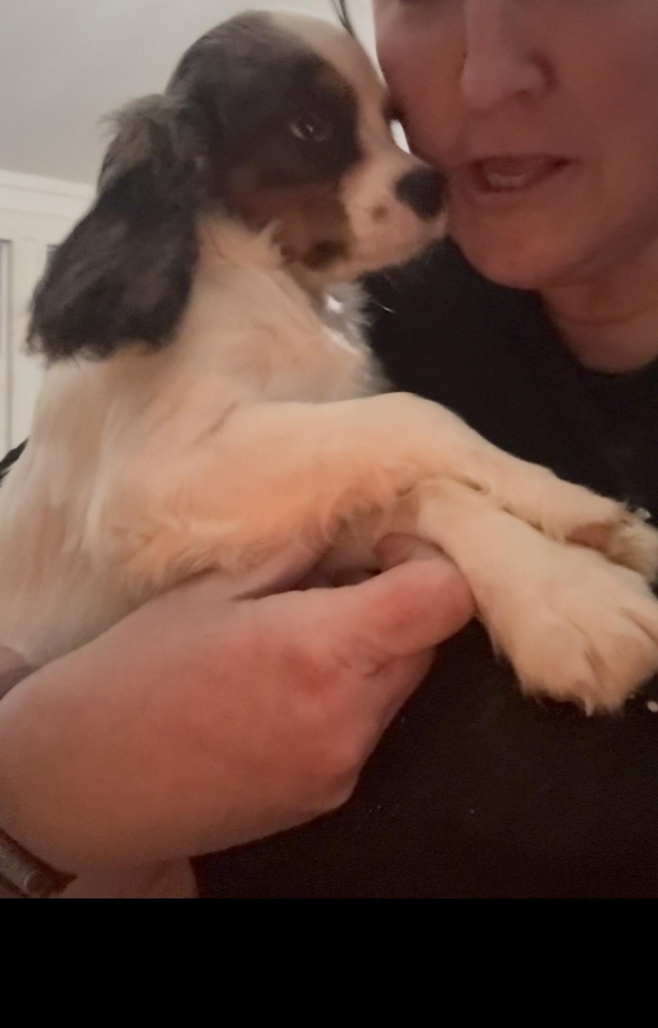 Enlarge Kona, an adopted Cavalier King Charles Spaniel in Weatherford, TX image 3/4