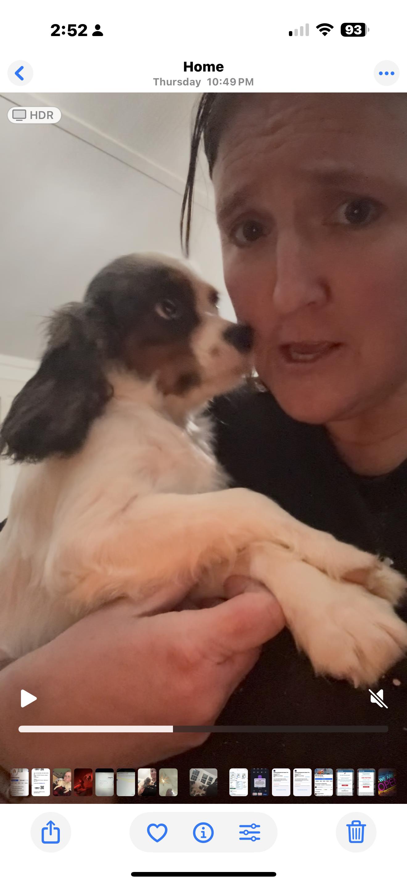 Enlarge Kona, an adopted Cavalier King Charles Spaniel in Weatherford, TX image 4/4