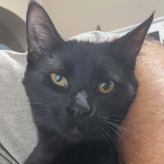 Enlarge Rex **Off-Site Foster Home**, a Adoptable Domestic Short Hair in Troy, IL image 2/2
