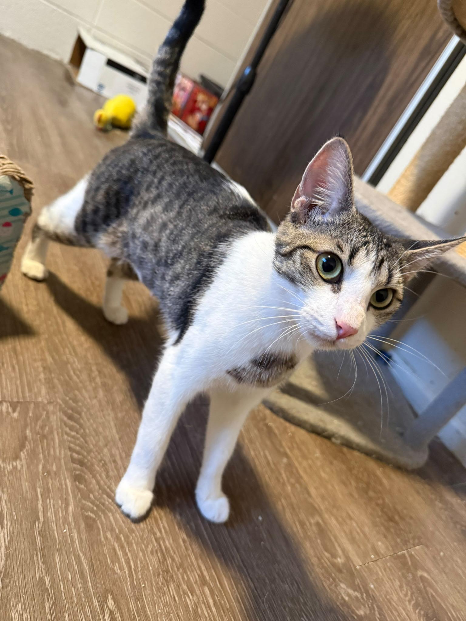 Mandy (Big Mama), Adoptable, Young Female Domestic Short Hair.