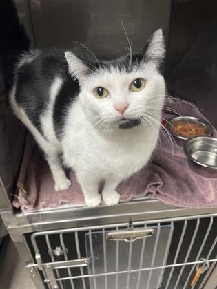 Frankie, Adoptable, Adult Female Domestic Short Hair & Domestic Short Hair.