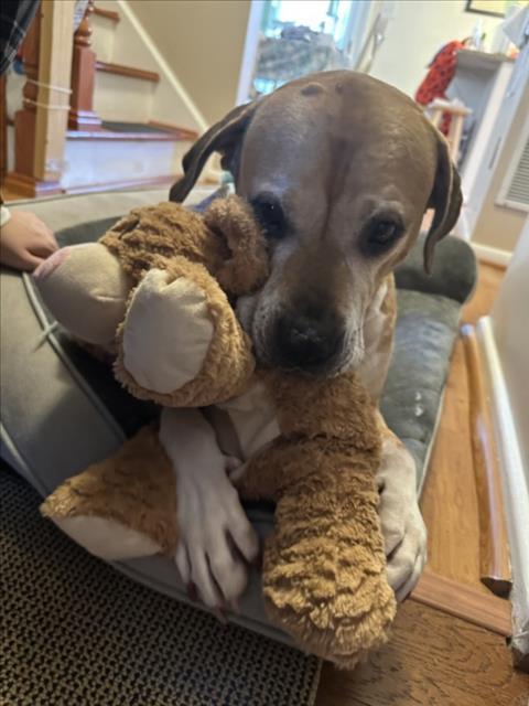 Toby, Adopted, Senior Male Pit Bull Terrier.