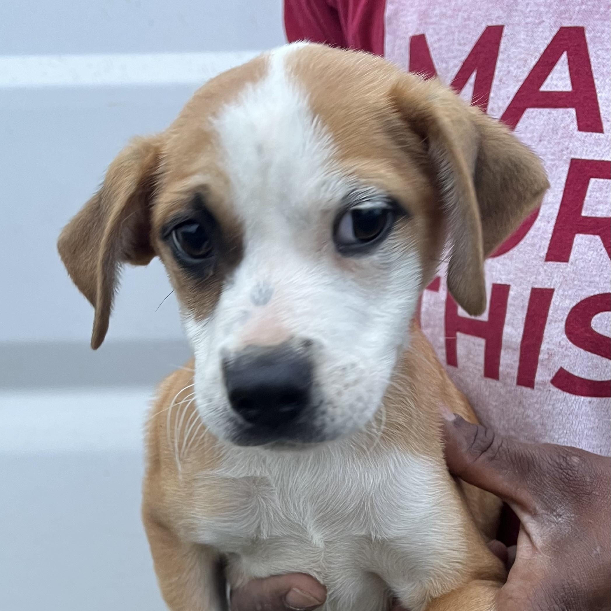 Mulan - Local March 13-15, adopted, Puppy Female Labrador Retriever.