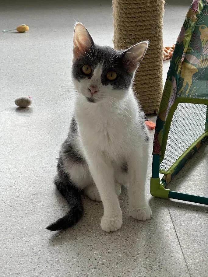 Carter, an adoptable Domestic Short Hair in Winona, MN, 55987 | Photo Image 3