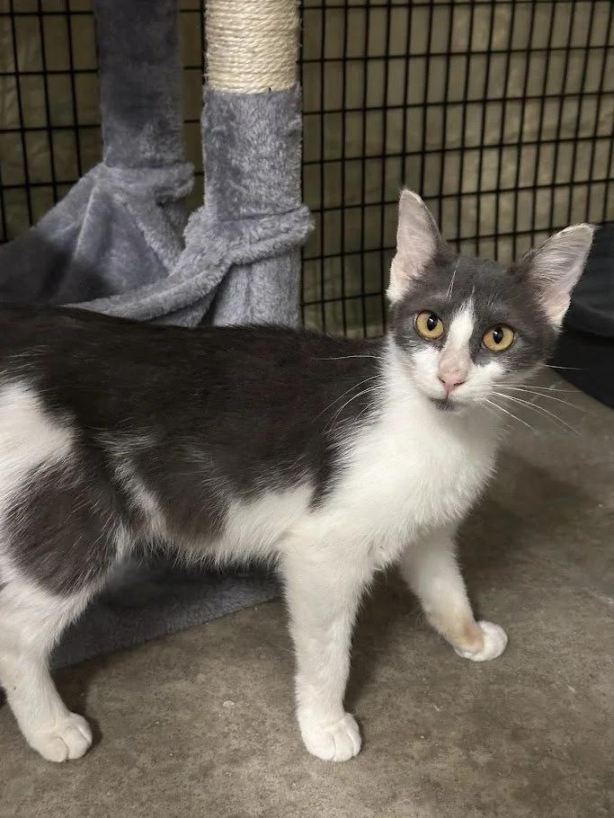 Carter, an adoptable Domestic Short Hair in Winona, MN, 55987 | Photo Image 5