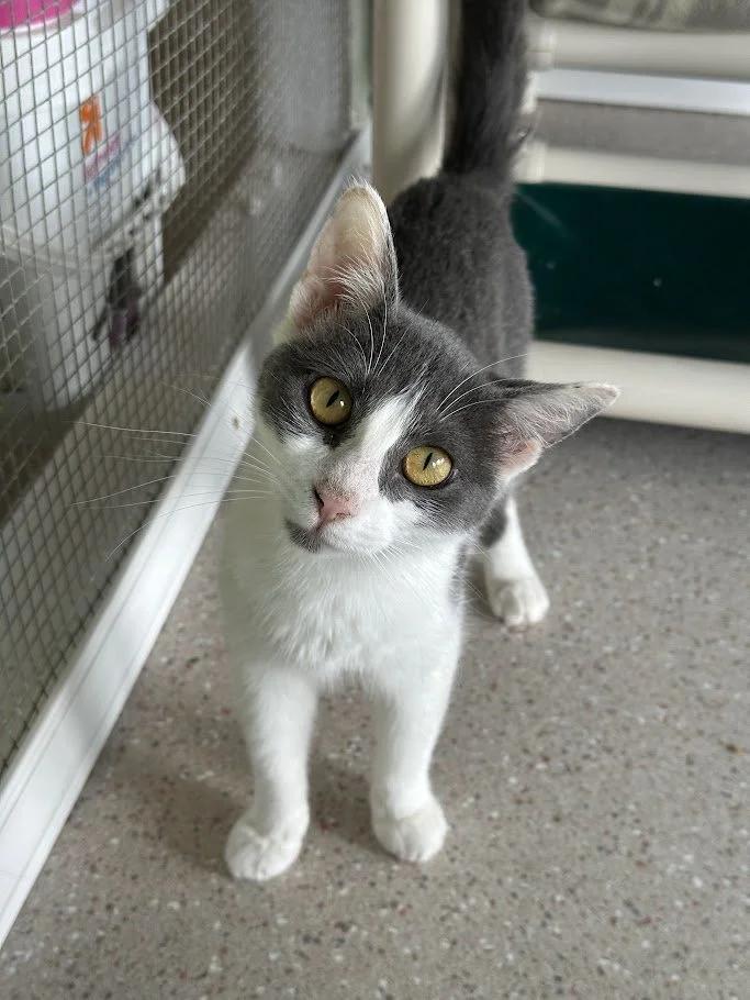 Carter, an adoptable Domestic Short Hair in Winona, MN, 55987 | Photo Image 1