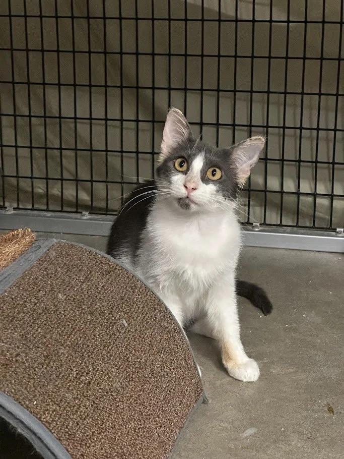 Carter, an adoptable Domestic Short Hair in Winona, MN, 55987 | Photo Image 6