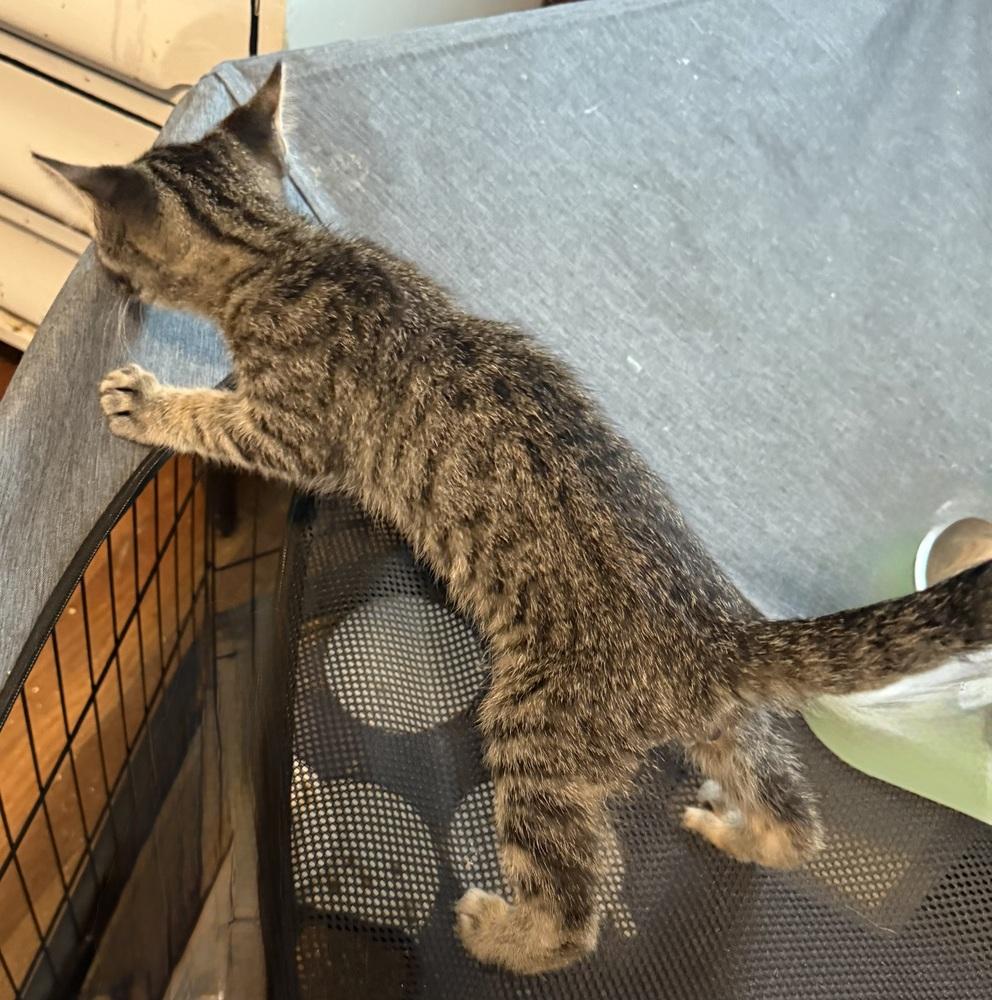 Enlarge Brad, a Adoptable Domestic Short Hair in Emporia, KS image 1/1