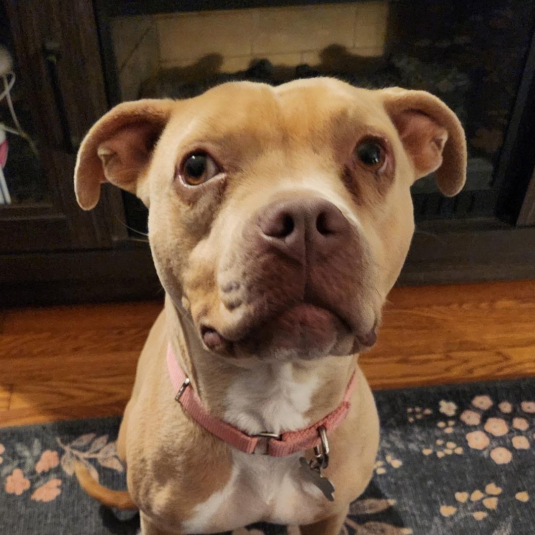 Enlarge Lil Debbie, a Adoptable mixed breed in Richmond, VA image 2/6