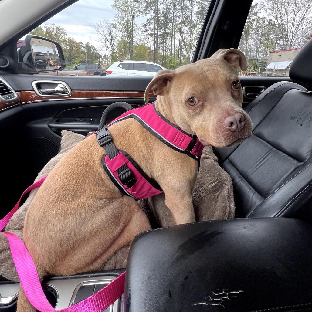 Enlarge Lil Debbie, a Adoptable mixed breed in Richmond, VA image 4/6