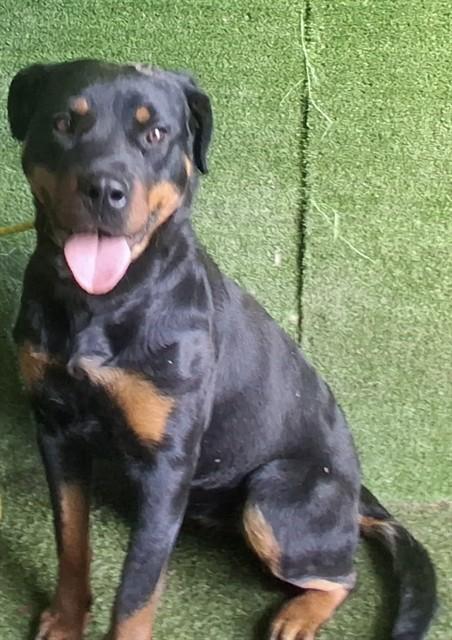Enlarge MARTINA, a Adoptable Rottweiler in Lancaster, CA image 1/1
