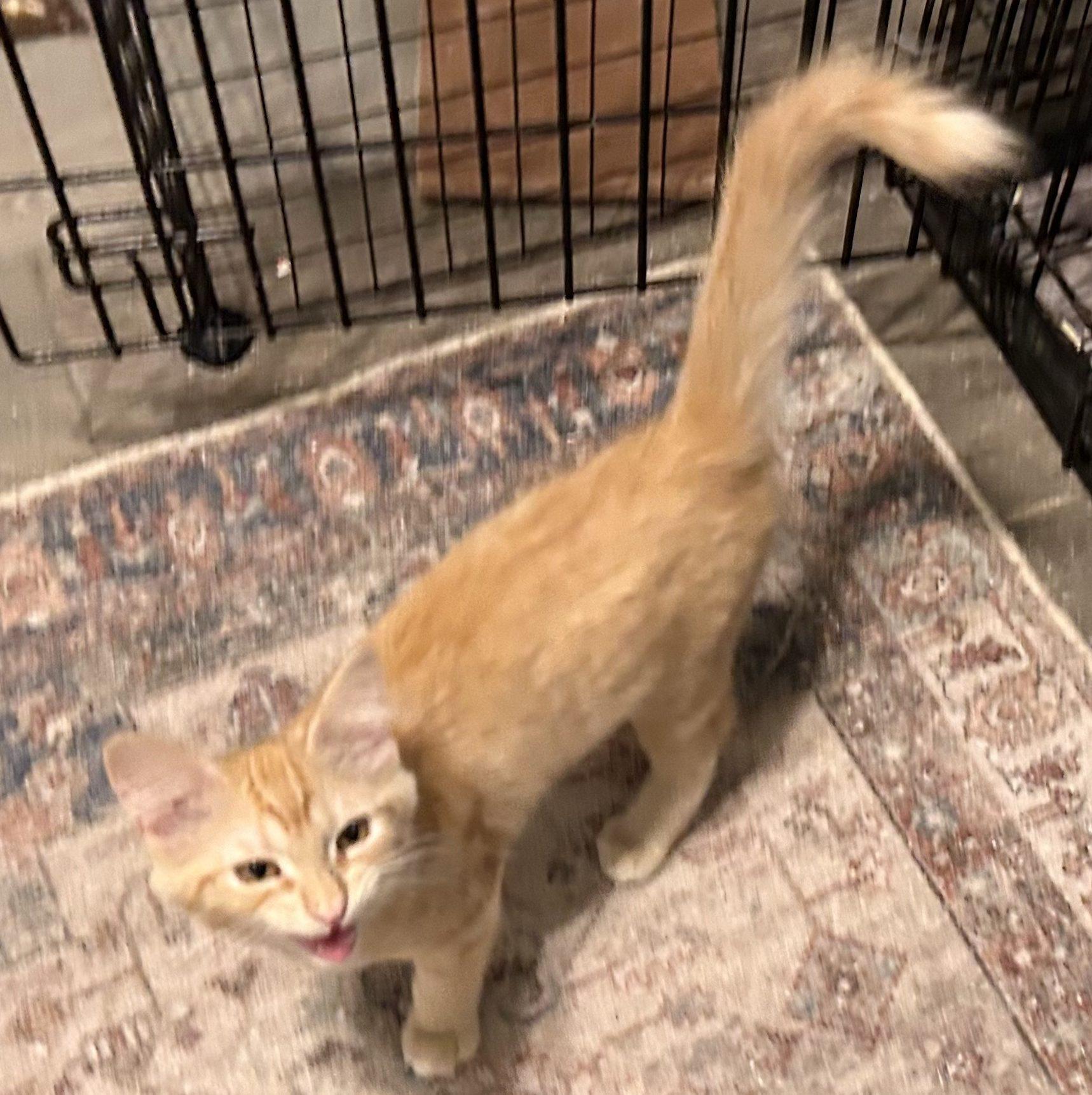 Silvermist, Adoptable, Kitten Female Domestic Medium Hair.