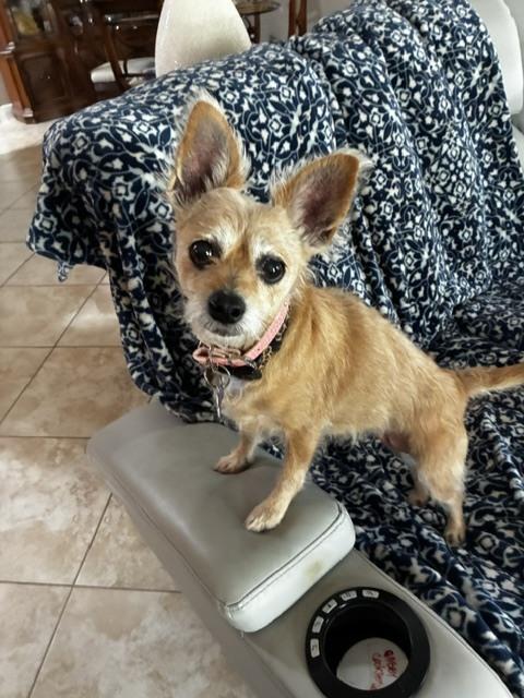 Frenchie, Adoptable, Senior Female Chihuahua.