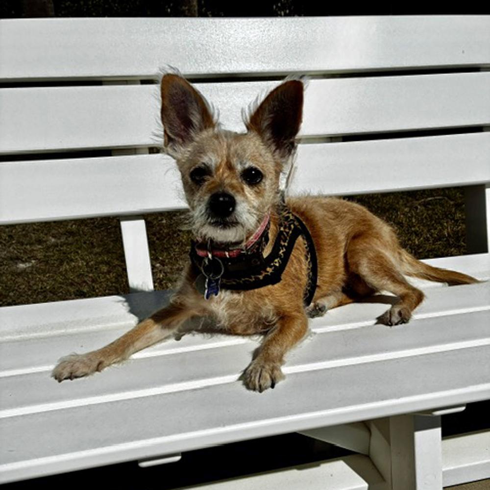 Frenchie, Adoptable, Senior Female Chihuahua.