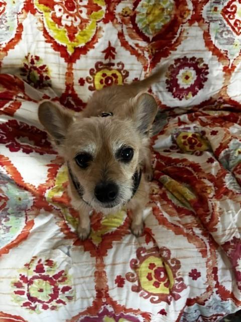 Enlarge Frenchie, a Adoptable mixed breed in Orlando, FL image 2/6