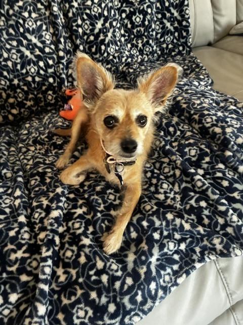 Enlarge Frenchie, a Adoptable mixed breed in Orlando, FL image 3/6