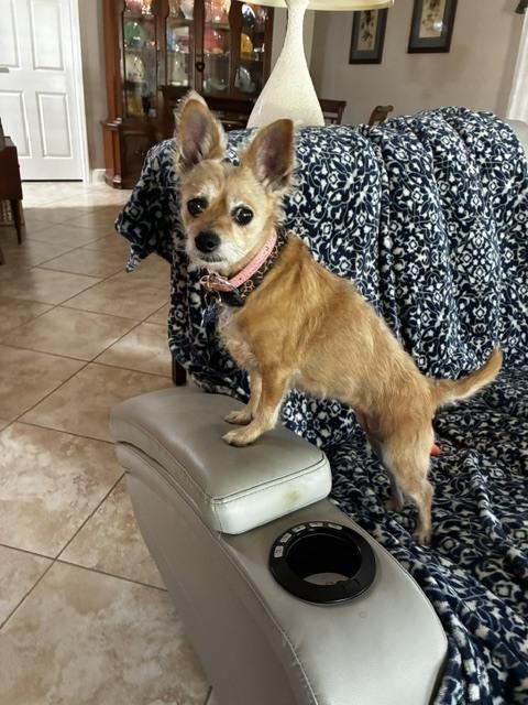 Enlarge Frenchie, a Adoptable mixed breed in Orlando, FL image 4/6