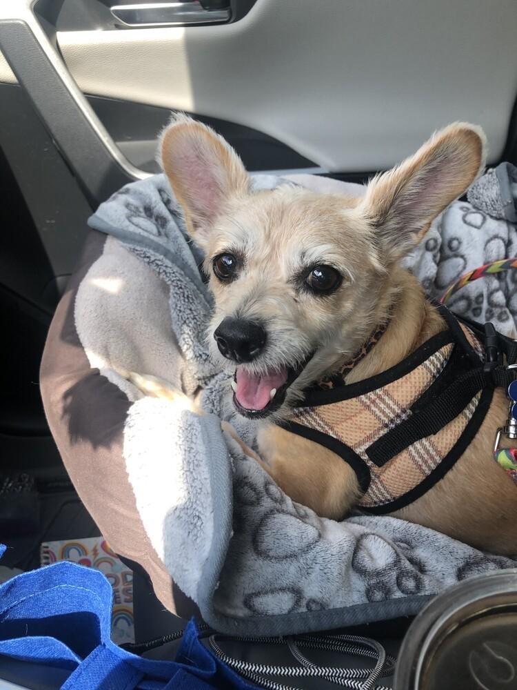 Enlarge Frenchie, a Adoptable mixed breed in Orlando, FL image 5/6