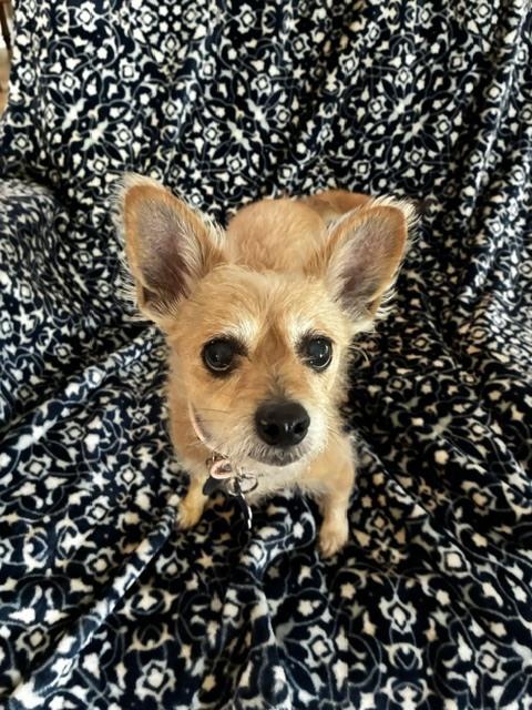 Enlarge Frenchie, a Adoptable mixed breed in Orlando, FL image 6/6